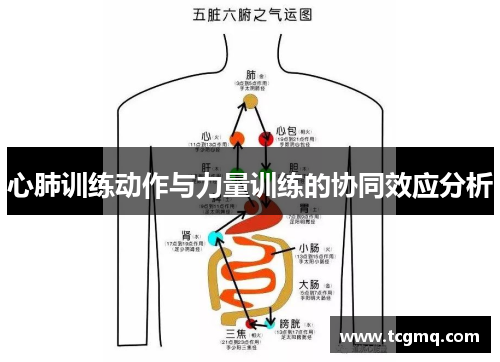 心肺训练动作与力量训练的协同效应分析