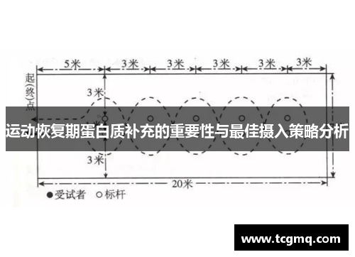 运动恢复期蛋白质补充的重要性与最佳摄入策略分析